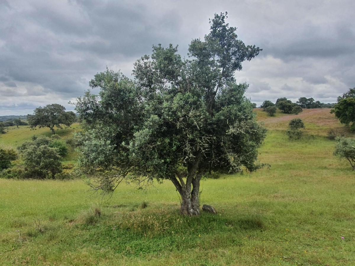 Monte Da Clareira - Comporta Carvalhal Melides Apartman Grândola Kültér fotó