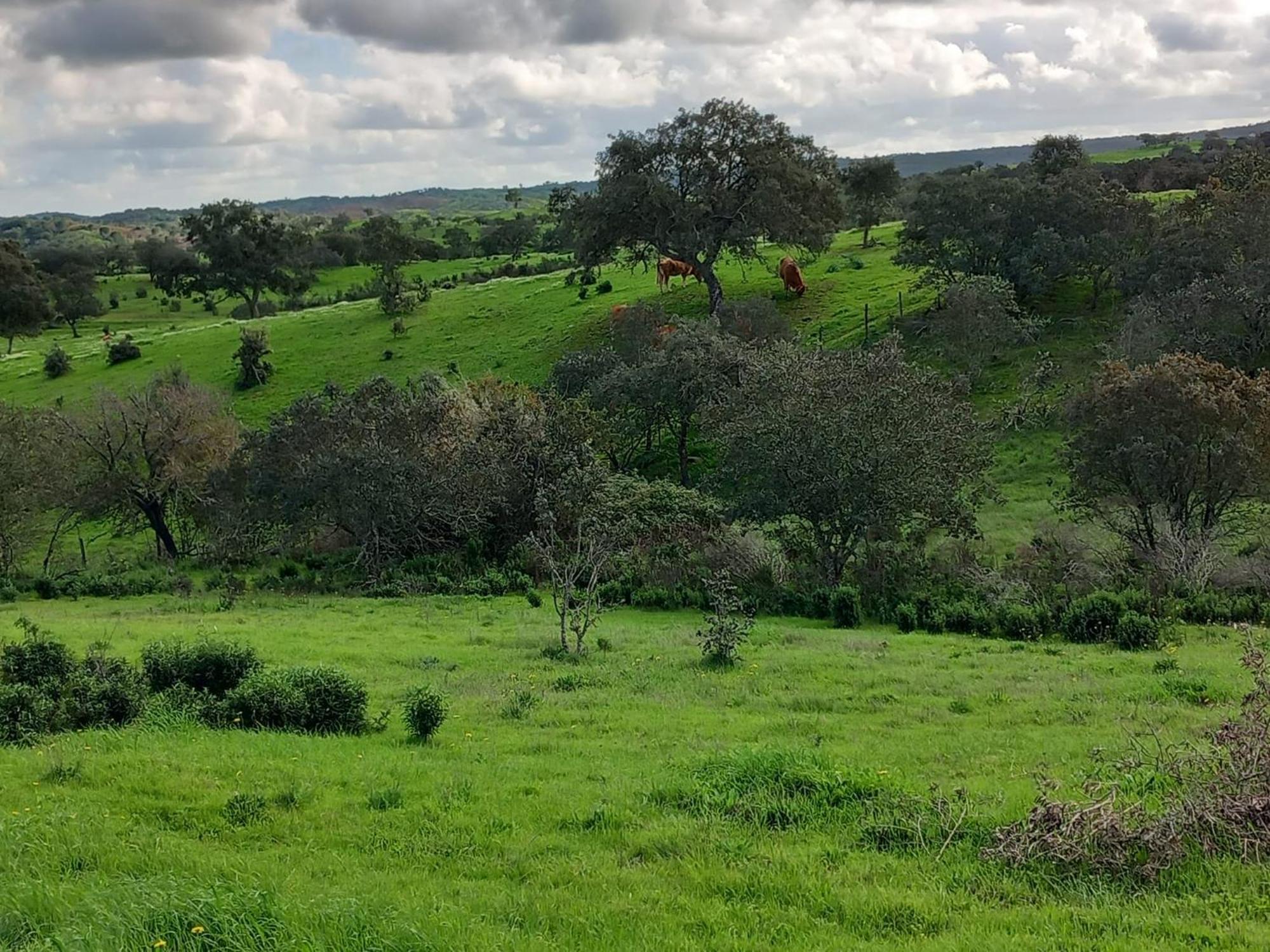 Monte Da Clareira - Comporta Carvalhal Melides Apartman Grândola Kültér fotó